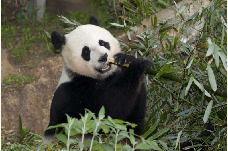 Separated since the dinosaurs, bamboo-eating lemurs, pandas share common gut microbes