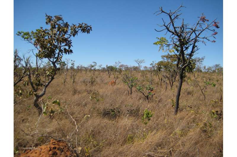 Shallow soils promote savannas in South America