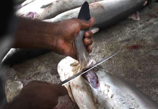 Shark fin bans might not help sharks, scientists say