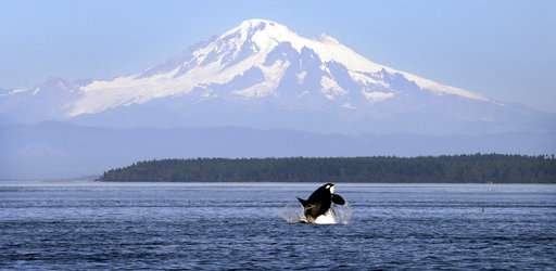 Ships slowing in busy channel to protect endangered orcas