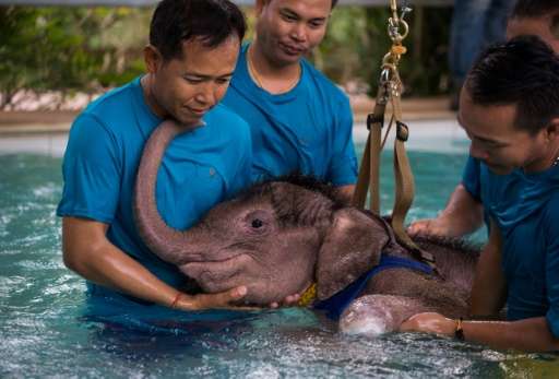 Six-month-old elephant 'Clear Sky' receives assistance from her guardians during a hydrotherapy session at a local clinic in Cho