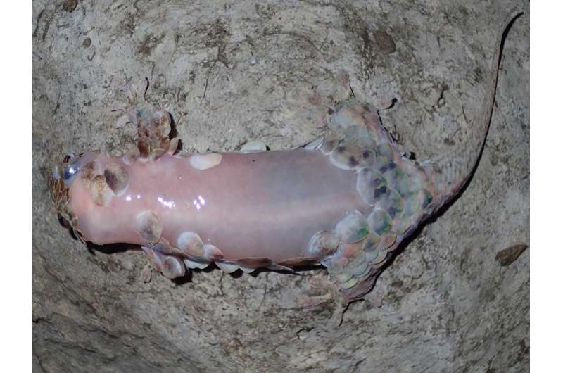 Skin-ditching gecko inexplicably leaves body armor behind when threatened