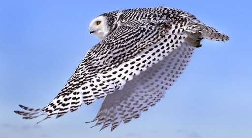 Snowy owl migration gives scientists chance to study them