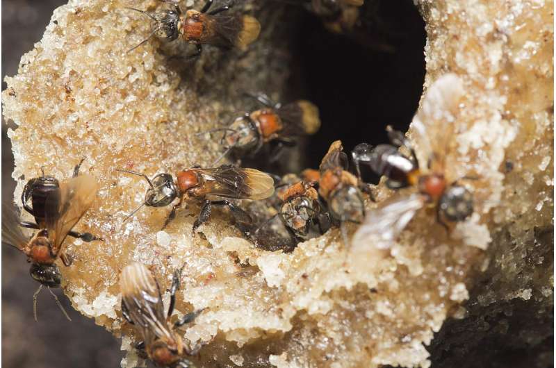 Social bees have kept their gut microbes for 80 million years