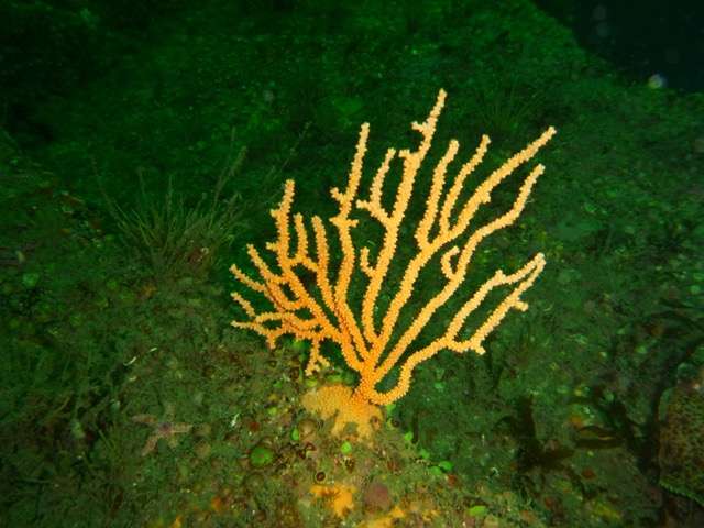 Soft coral exhibit strikingly different patterns of connectivity around British Isles