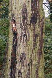 Solving how a complex disease threatens oak trees