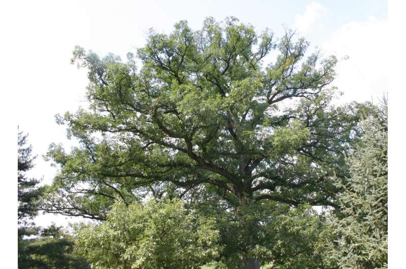 Solving the mystery of the white oak