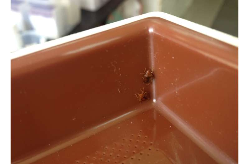 Some bed bugs are better climbers than others