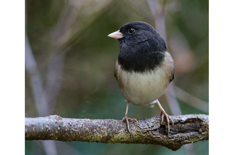 Songbirds divorce, flee, fail to reproduce due to suburban sprawl