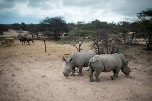 South Africa is home to 80 percent of the world's remaining rhinos