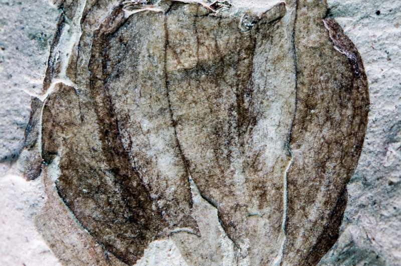 South American fossil tomatillos show nightshades evolved earlier than thought