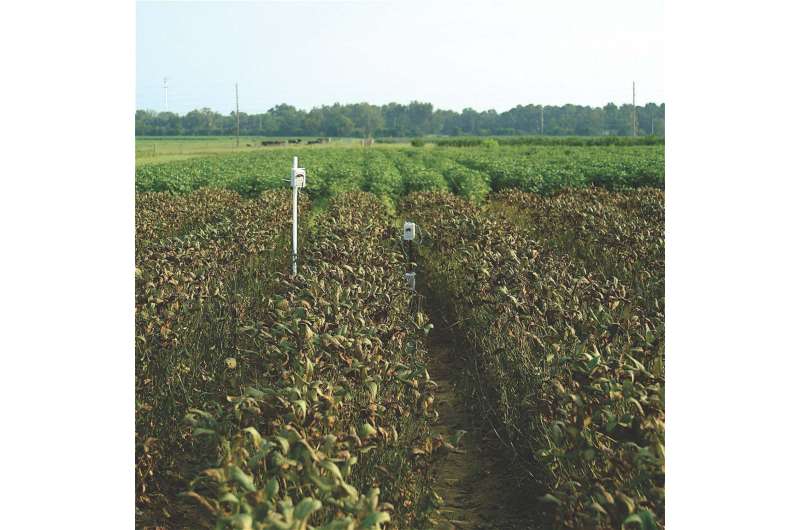 Soybean rust study will allow breeders to tailor resistant varieties to local pathogens