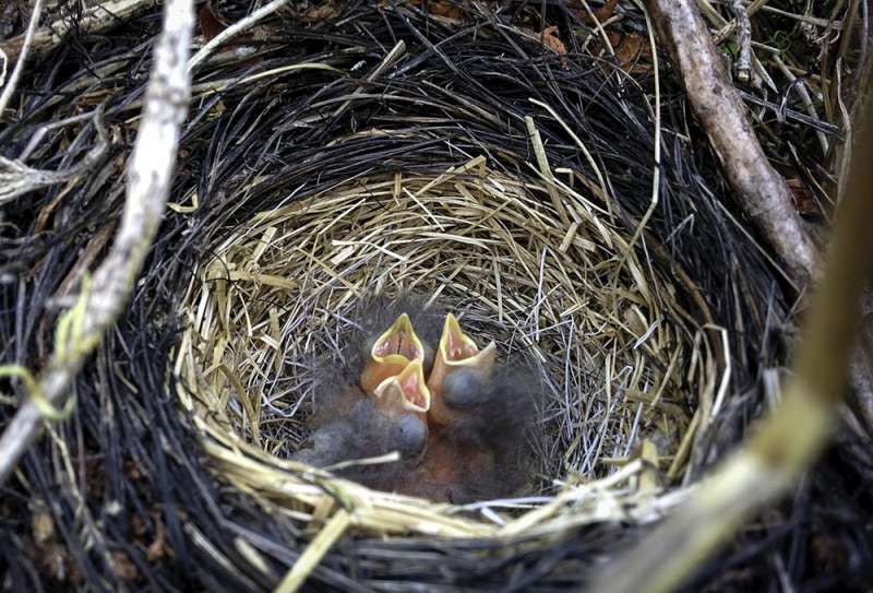 Sparrow chicks can ID song from opening note