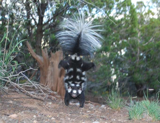 Spotted skunk evolution driven by climate change