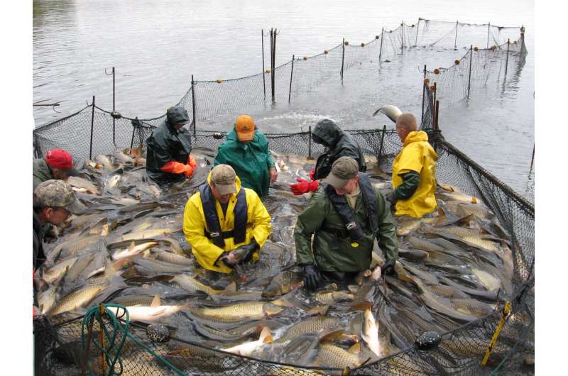 Statistical modeling helps fisheries managers remove invasive species