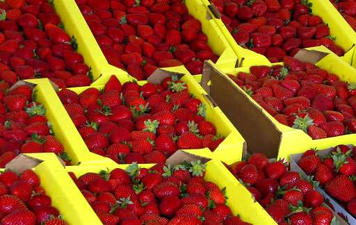 Strawberry scientist is sued over the fruits of his research