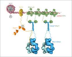 Structural insights into processes at DNA damage sites