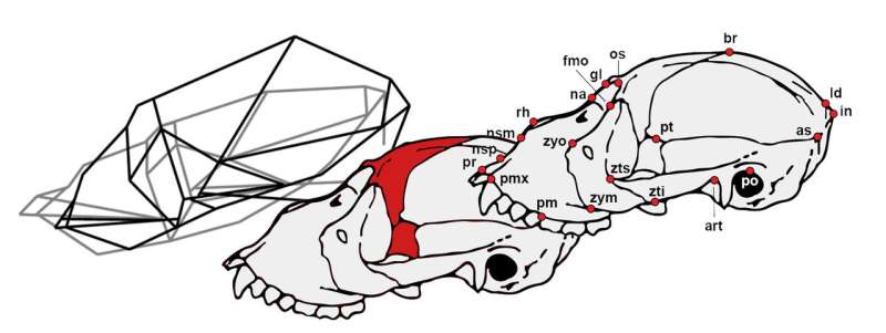 Study analyzes the peculiar cranial anatomy of howler monkeys
