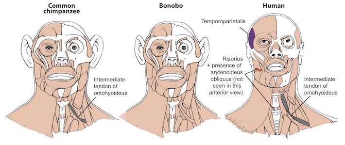 Study: Bonobos may be better representation of last common ancestor with humans