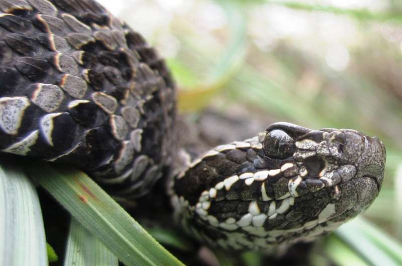 Study examines life history of imperiled rattlesnake