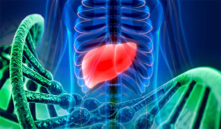 研究发现四个基因与囊性的肝脏和肾脏疾病