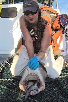 Study finds preliminary recovery of coastal sharks in southeast US