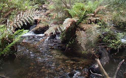 Study finds toxic mine discharge flowing into Blue Mountains World Heritage Area