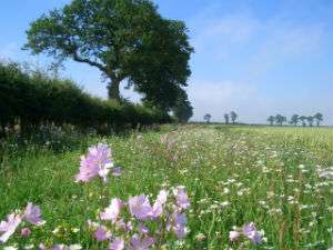 Study finds unused farmland could be key to aiding the survival of farmland birds