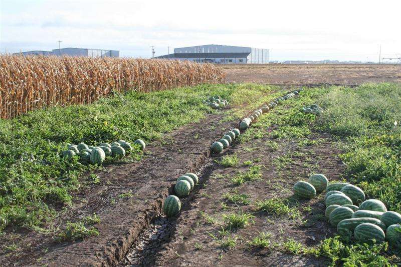 Study investigates impact of strip tillage on a high-value crop