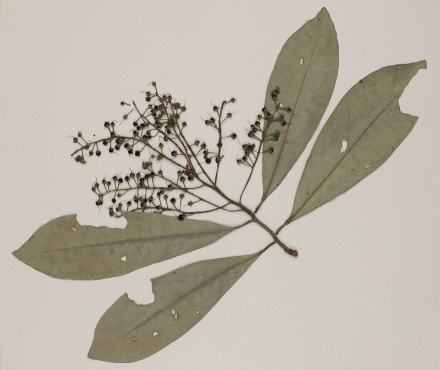 Study looks at potential of Deep Learning on herbarium species identification
