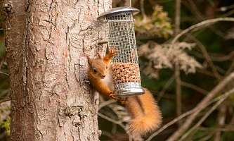 Study looks to safeguard red squirrels’ future