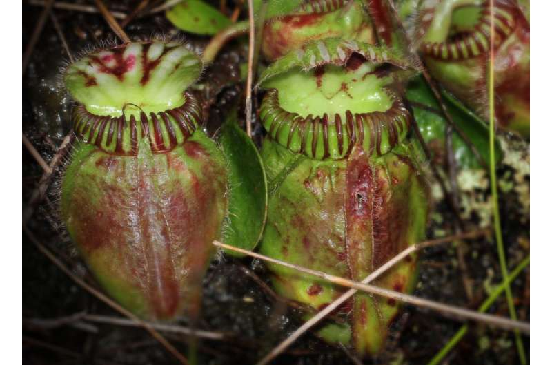 Study sheds light on how carnivorous plants acquired a taste for meat