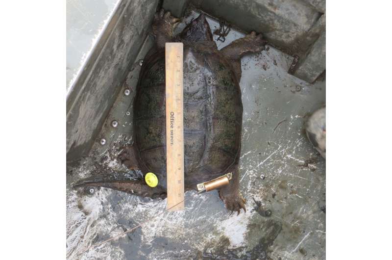 Study shows commercial harvest of snapping turtles is leading to population decline