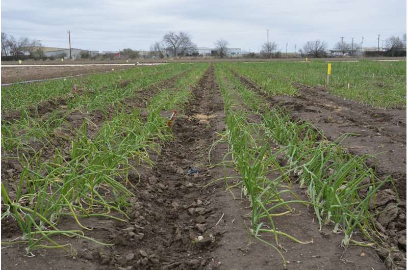 Study shows plant growth regulators can benefit onion establishment, production