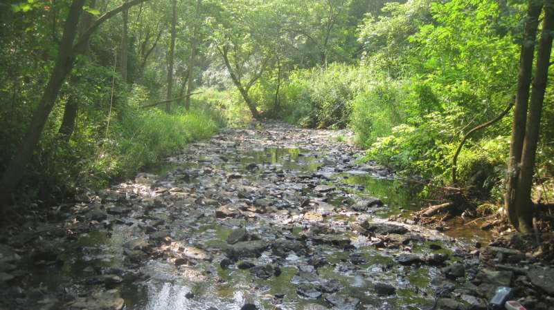 Study shows removing invasive plants can increase biodiversity in stream waters