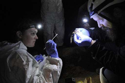Study: Some bats showing resistance to deadly fungus