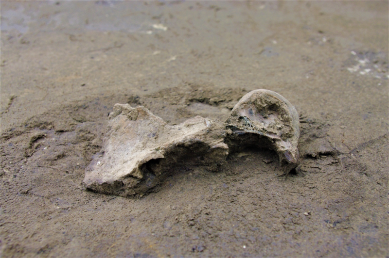 Successful dig reveals a nearly complete saber-toothed cat skull