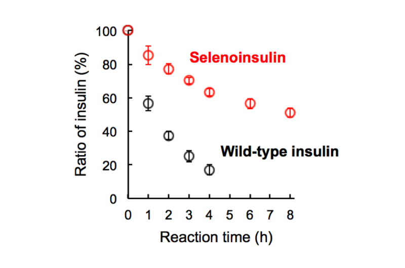 Successful synthesis of a new insulin analogue Selenoinsulin