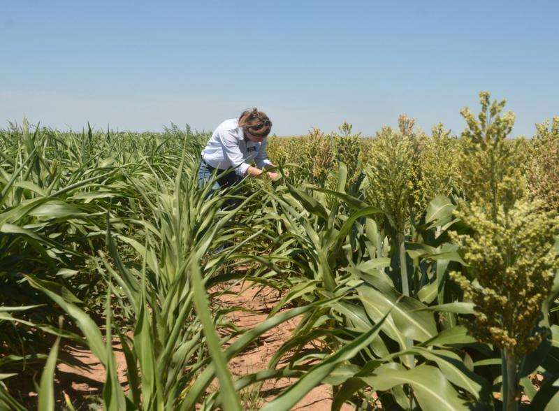 Sugarcane aphid research outlines economical control methods