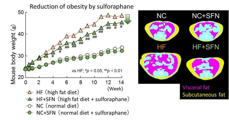 Sulforaphane, a phytochemical in broccoli sprouts, ameliorates obesity