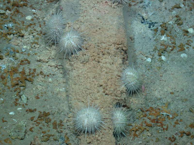 Sunken logs serve as habitats in the deep sea