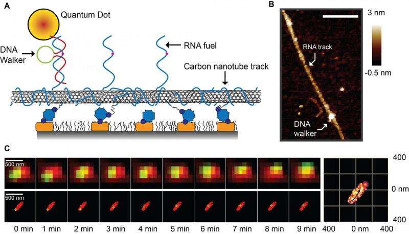 Super-resolution system reveals mechanics of tiny ‘DNA walker’