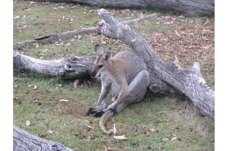 Surprise in the kangaroo family tree – an outsider is a close relative, after all