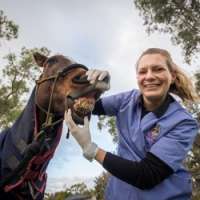 Survey reveals why WA horses are saddled with tooth decay