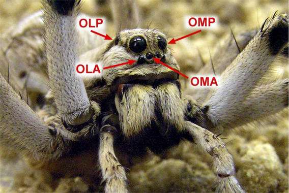 Tarantulas use their lateral eyes to calculate distance