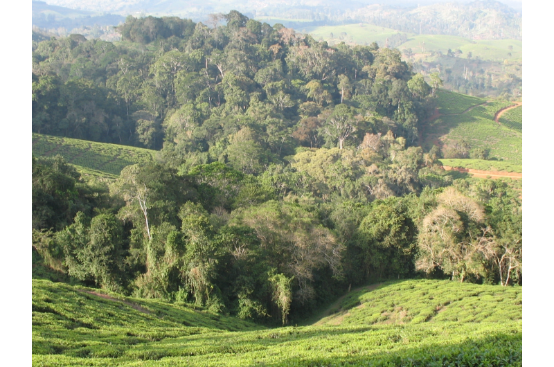 Targeted forest regeneration: A blueprint for conserving tropical biological diversity?