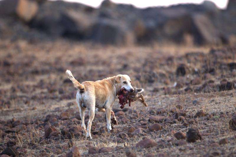 The ecological "pawprint" of domestic dogs is much greater than previously realised