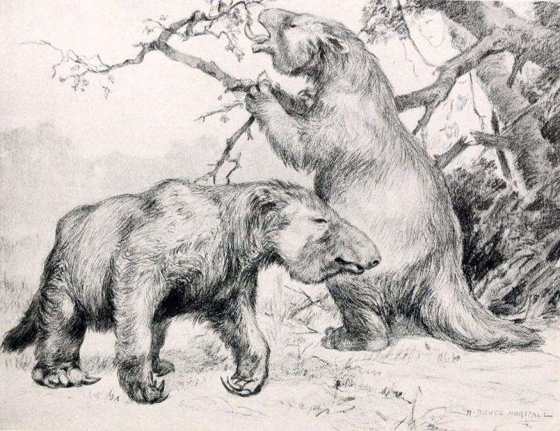 The giant sloth megatherium was a vegetarian