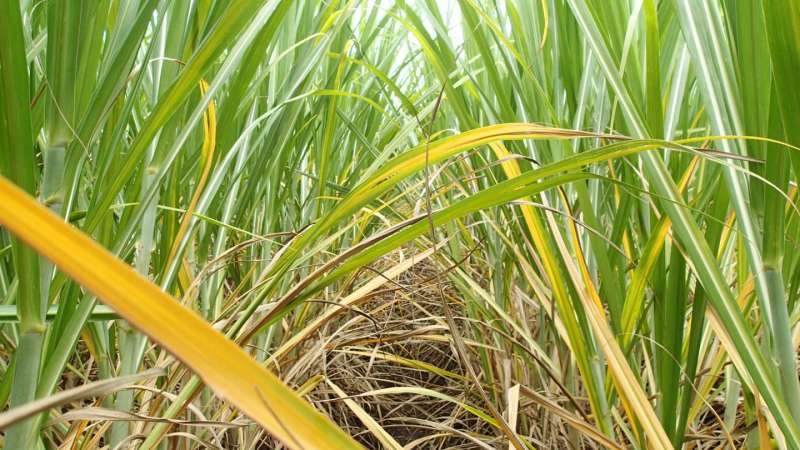 The mystery of the yellowing sugarcane
