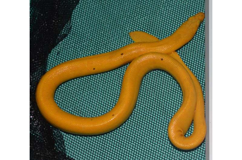 The new yellow sea snake assumes an unusual ambush posture